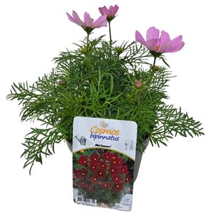 Afbeelding van EJ Cosmos Bipinatus Pink